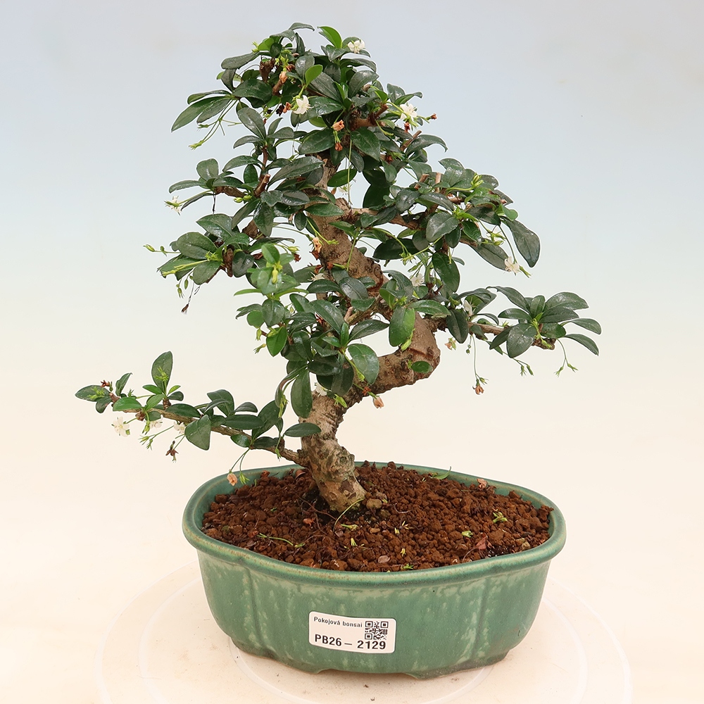 Bonsaï de chambre - Carmona macrophylla - Tea fuki