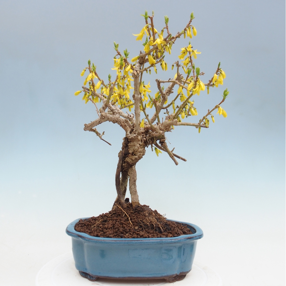 Bonsaï d'extérieur - Zlatice - Forsythia koreana