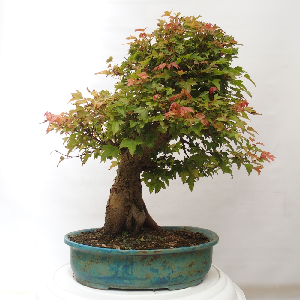Bonsaï d'extérieur - Acer Buergerianum - Burger Maple