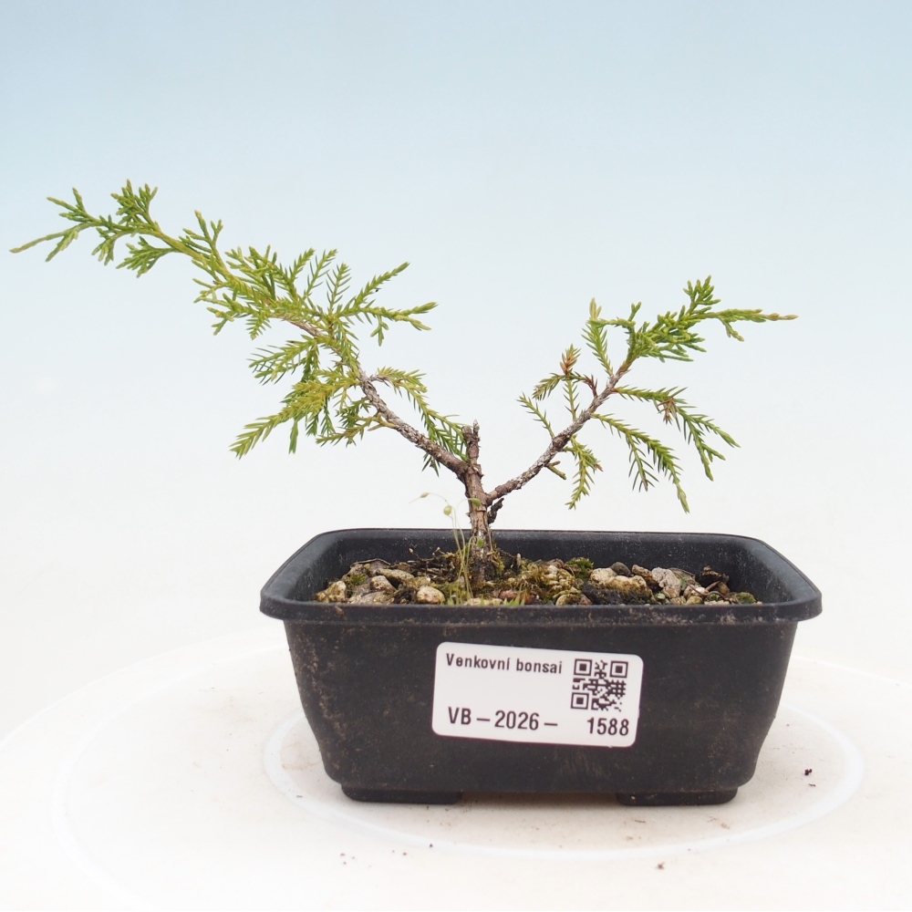 Bonsaï d'extérieur - Juniperus chinensis Itoigawa