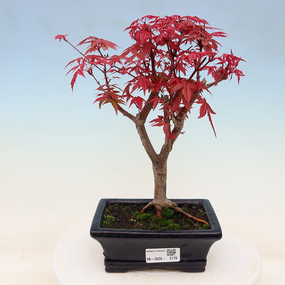 Bonsaï d'extérieur - Acer palmatum DESHOJO