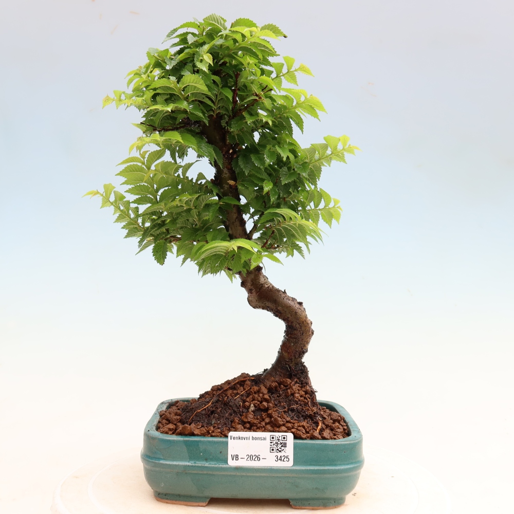 Bonsaï d'extérieur - Ulmus Jacqueline Hillier - Orme magnifique