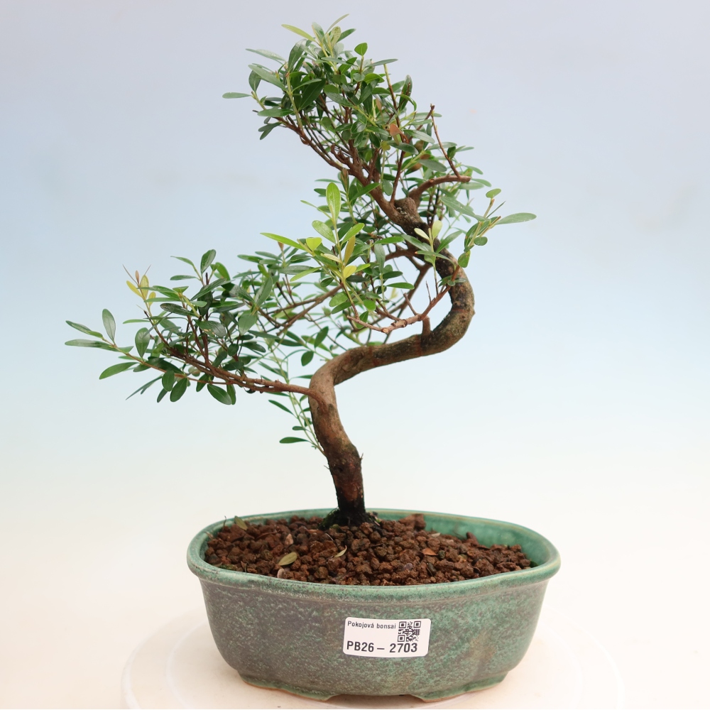 Bonsaï de chambre - Syzygium - Pimento