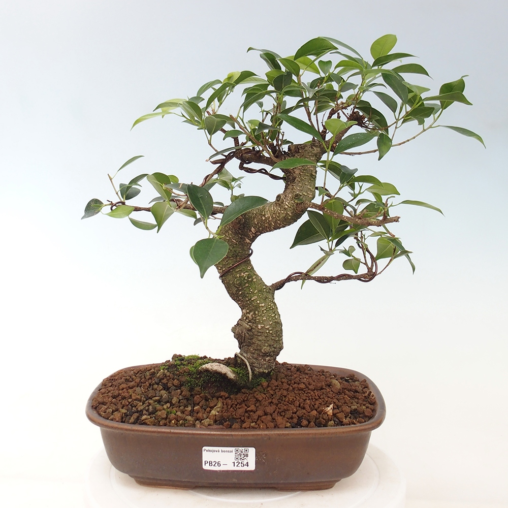 Salle bonsaï - Ficus kimmen - ficus à petites feuilles