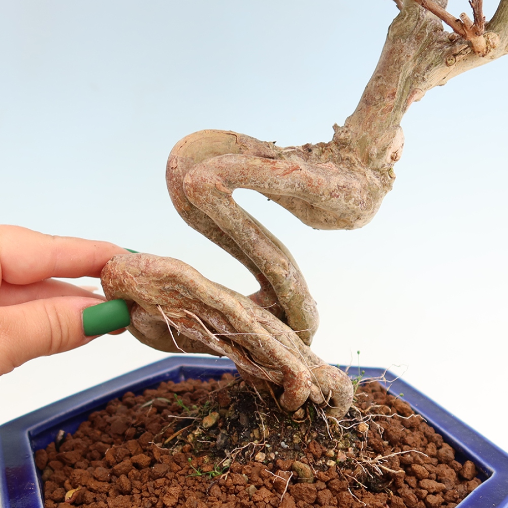 Bonsaï d'intérieur - Lagerstroemia indica - lilas indien