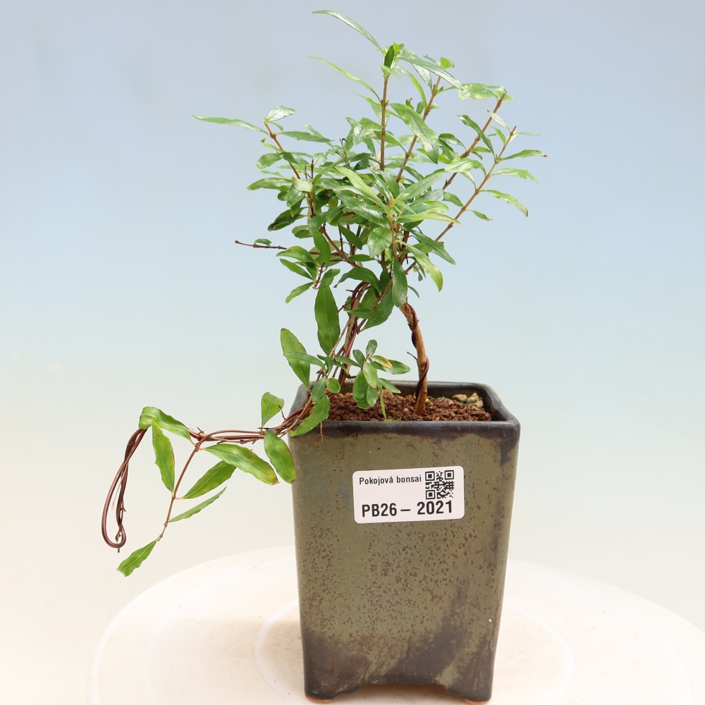 Bonsaï de chambre-PUNICA granatum nana-Pomme grenat