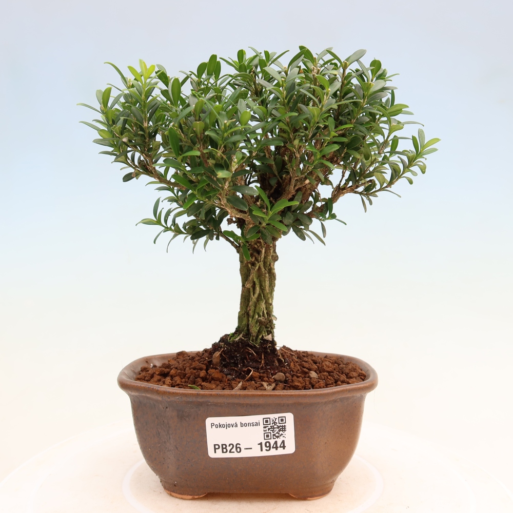 Bonsaï de chambre - Buxus harlandii - buxus liège