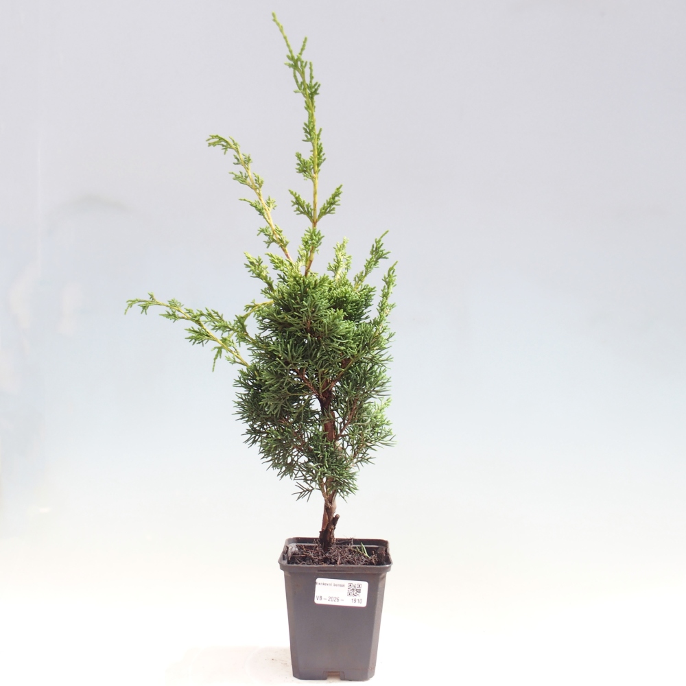 Bonsaï d'extérieur - Juniperus chinensis Kishu