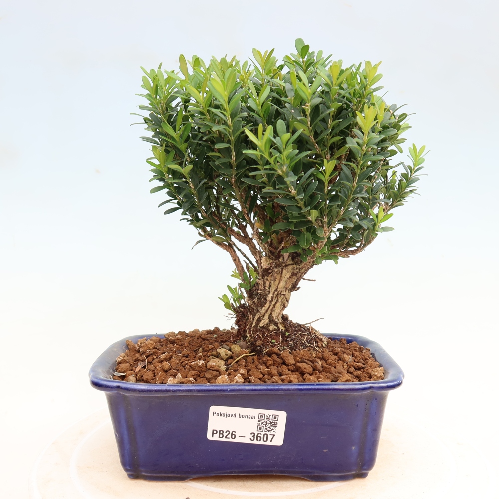 Bonsaï de chambre - Buxus harlandii - buxus liège