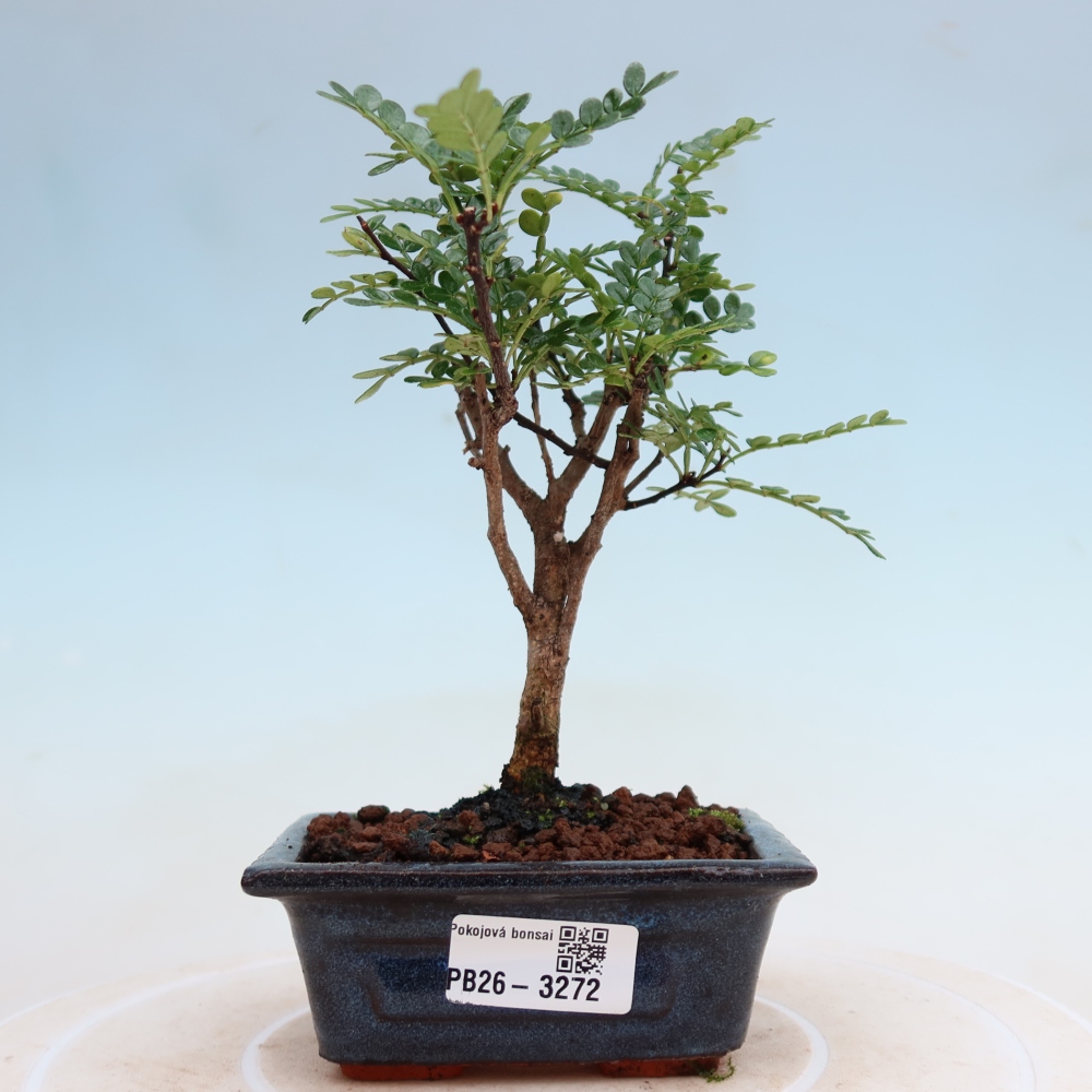 Salle bonsaï - Zantoxylum piperitum - arbre à poivre