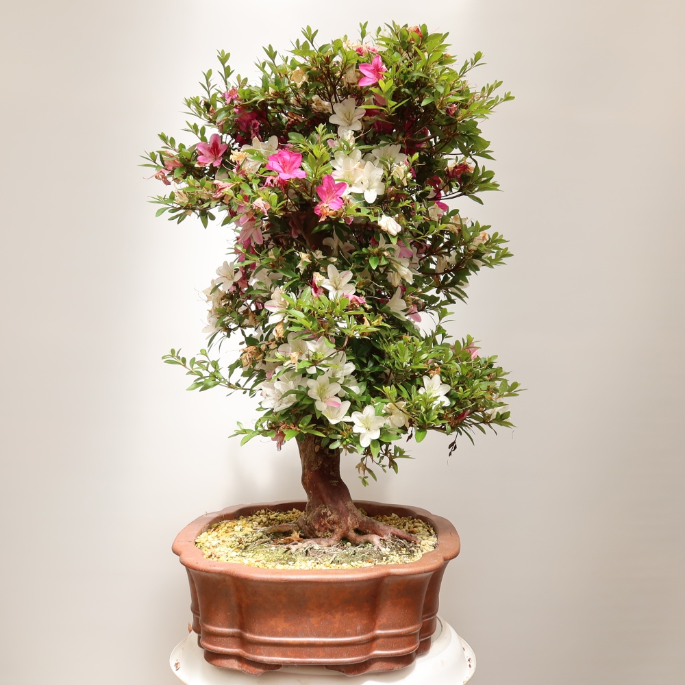 Bonsaïs d'extérieur - Azalée japonaise - Azalea Shunen