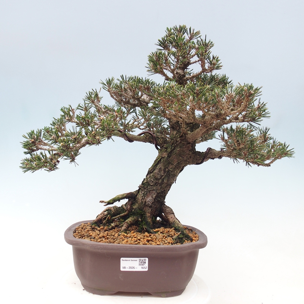 Bonsaï d'extérieur - Pinus thunbergii Kotobuki - Pin de Thunberg