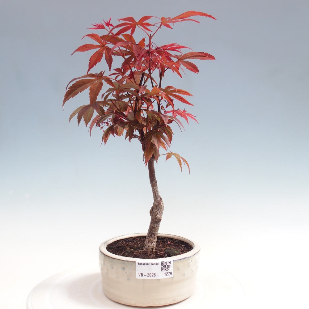 Bonsaï d'extérieur - Acer palm. Atropurpureum-Javor palmate