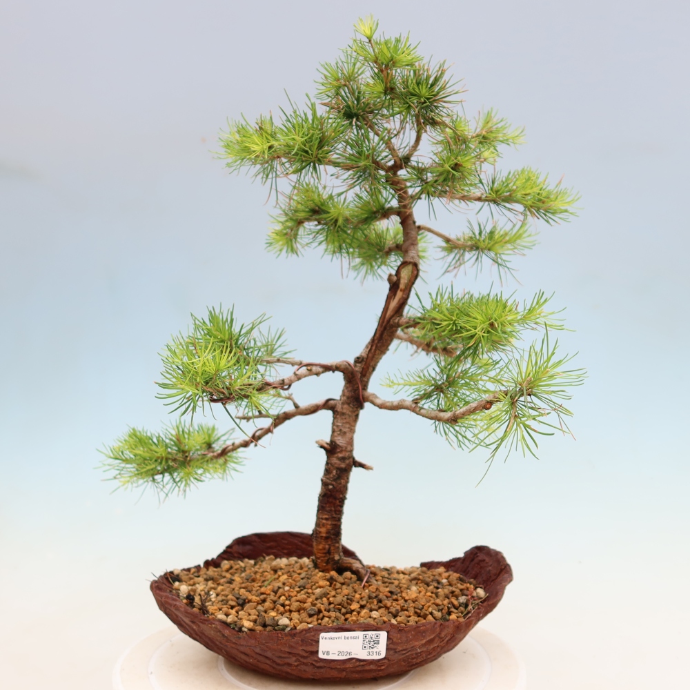 Bonsaï d'extérieur -Larix decidua - Mélèze