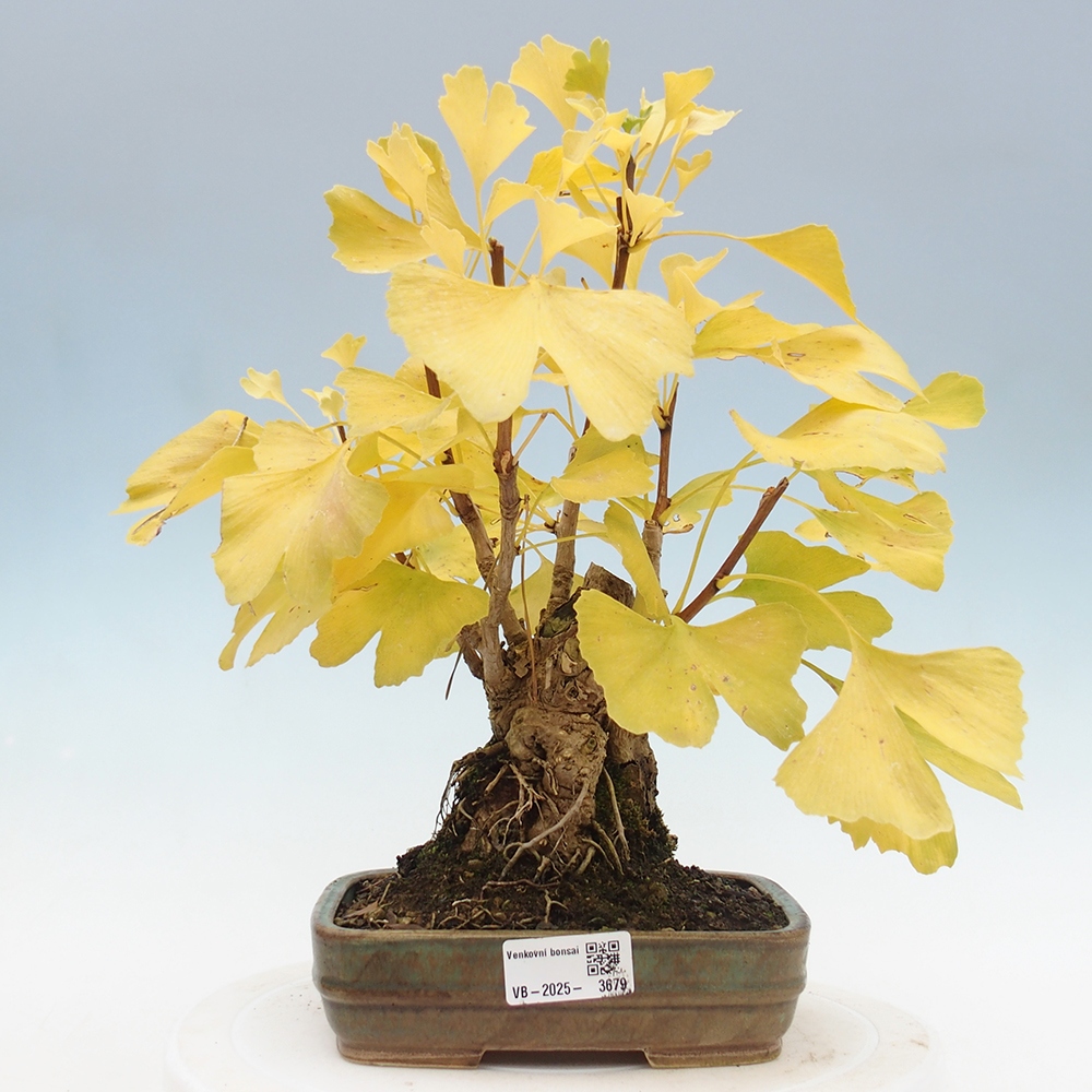Bonsaïs d'extérieur - Ginkgo biloba - Ginkgo biloba