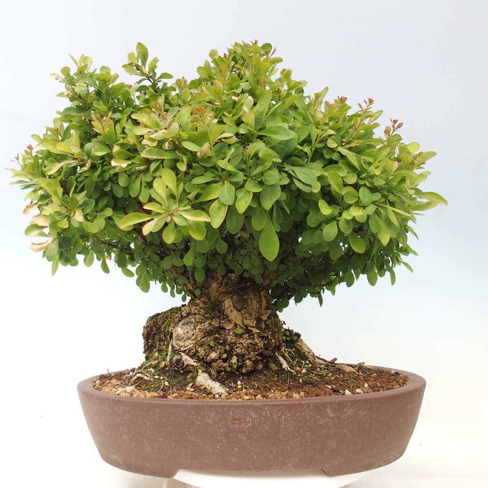 Bonsaï d'extérieur - Épine-vinette - Berberis thunbergii atropurpurea