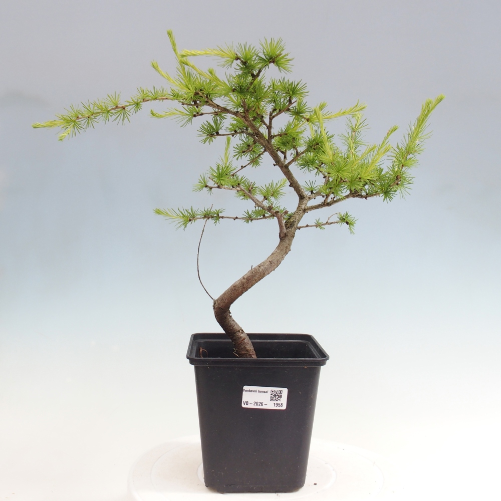 Bonsaï d'extérieur -Larix decidua - Mélèze