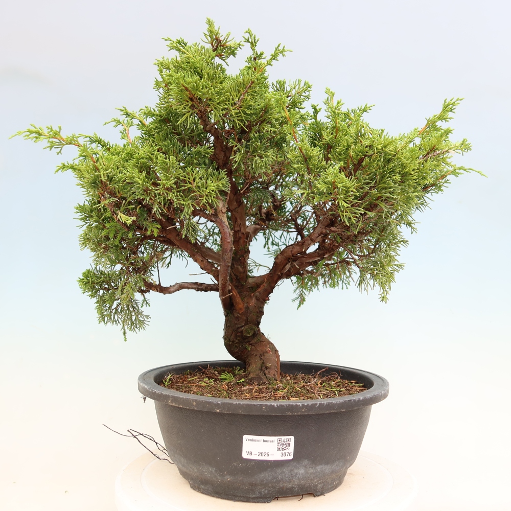Bonsaï d'extérieur - Juniperus chinensis Itoigawa-Juniperus chinensis