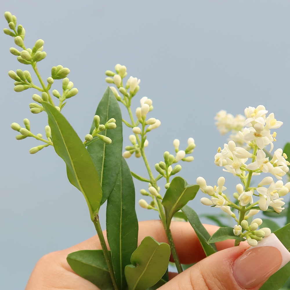 Bonsaï d'extérieur - Ligustrum vulgare - Bec d'oiseau