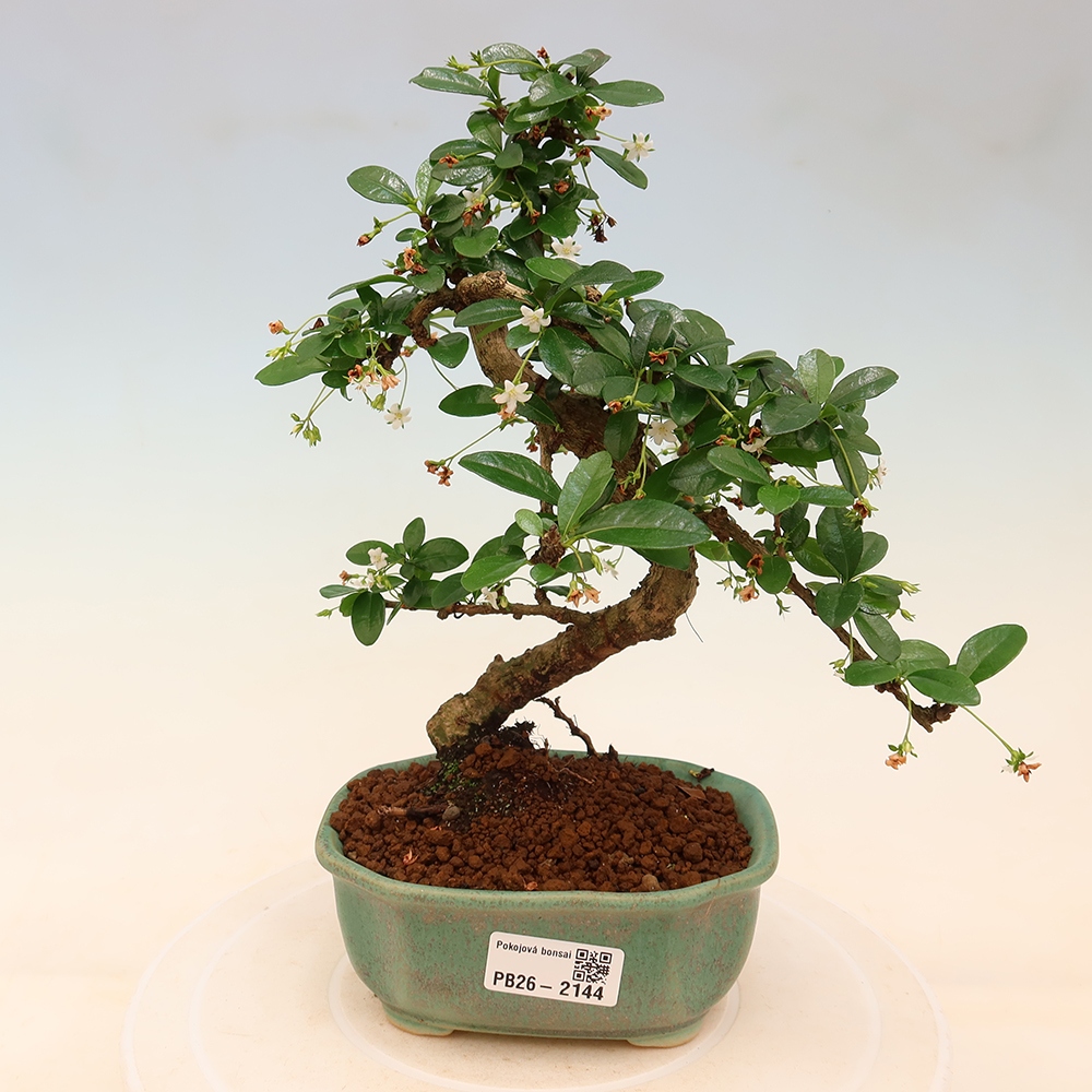 Bonsaï de chambre - Carmona macrophylla - Tea fuki