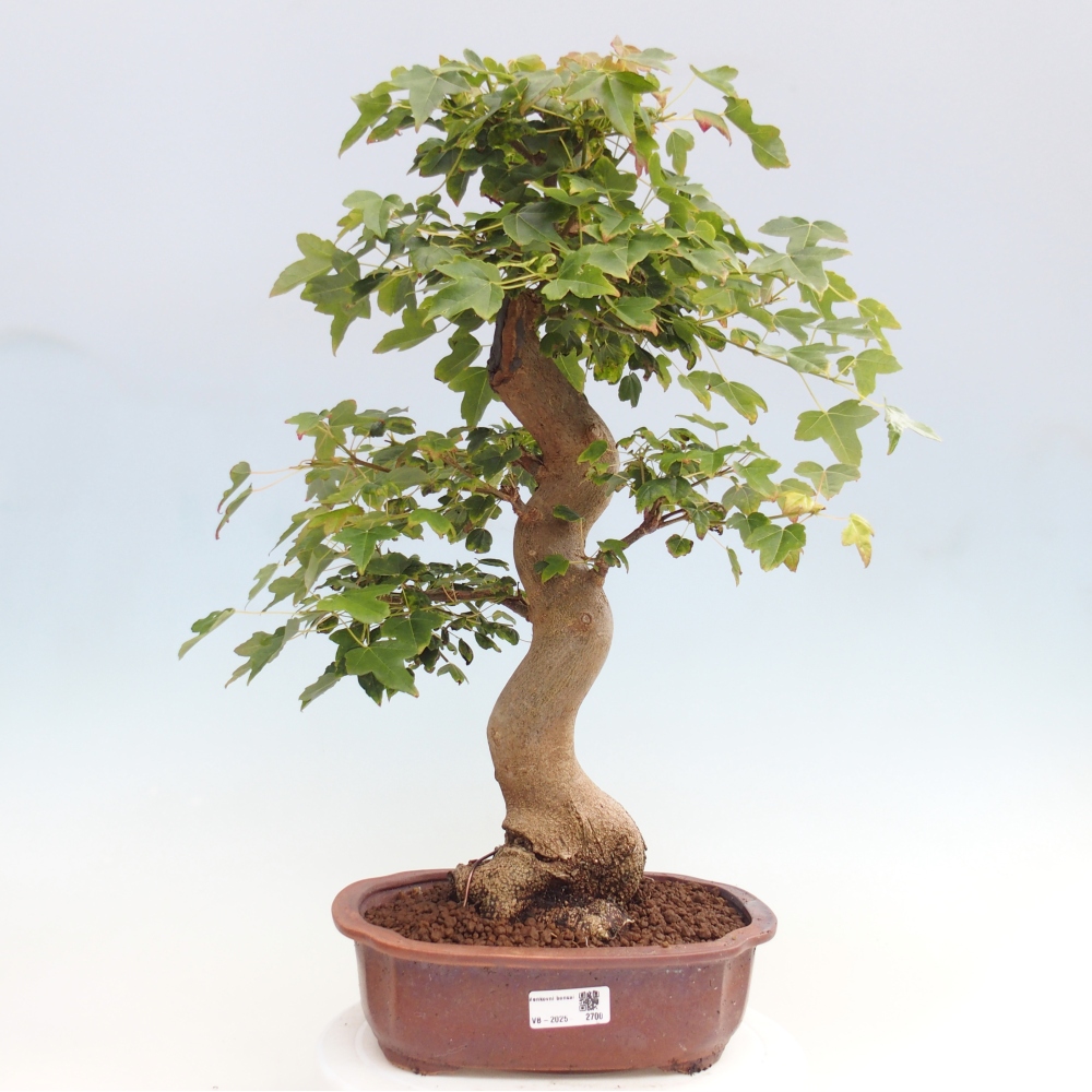 Bonsaï d'extérieur - Acer Buergerianum - Burger Maple
