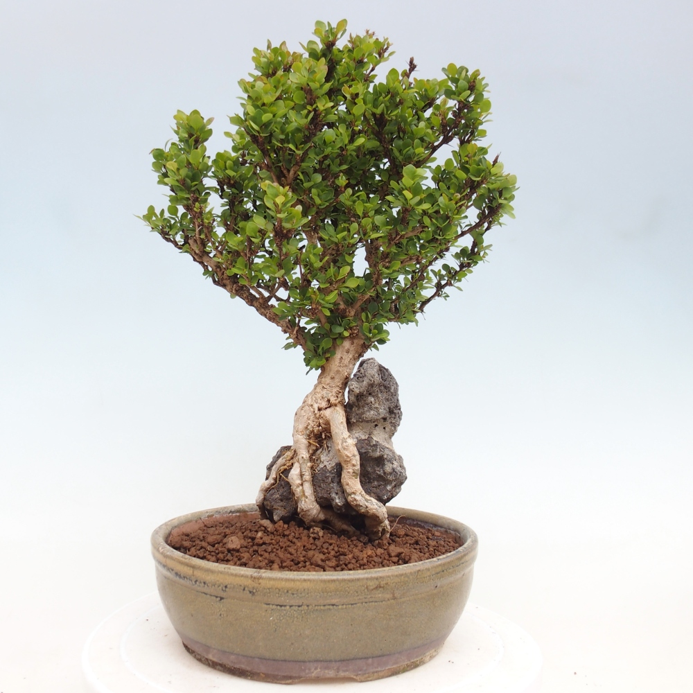 Bonsaï d'extérieur - Berberis coreana