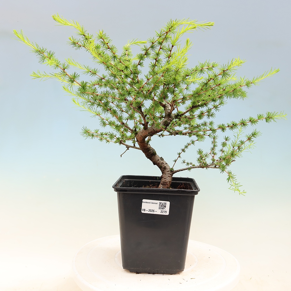 Bonsaï d'extérieur -Larix decidua - Mélèze