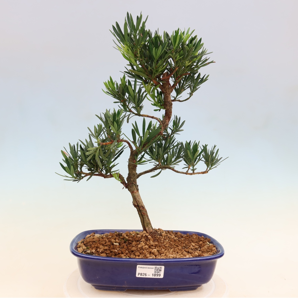 Salle bonsaï - Podocarpus - If en pierre