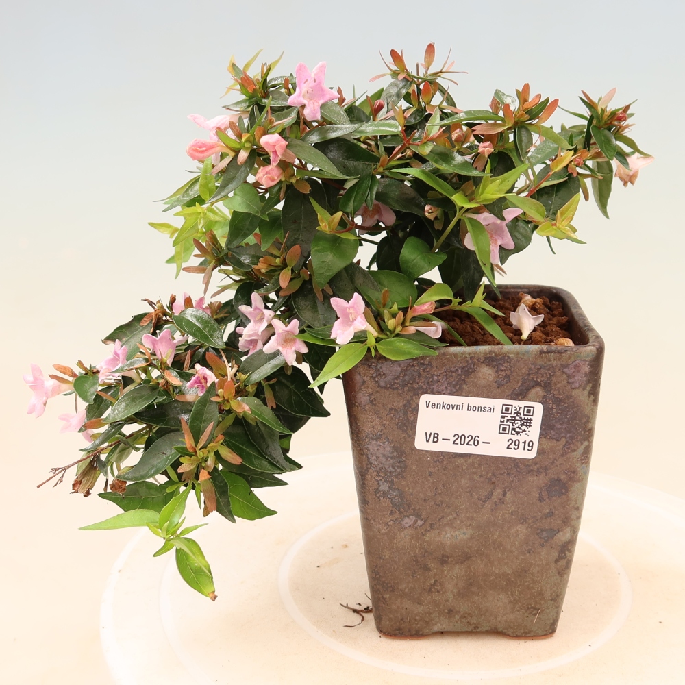 Bonsaï d'extérieur - Abelia Edward Goucher - Abélia à grandes fleurs