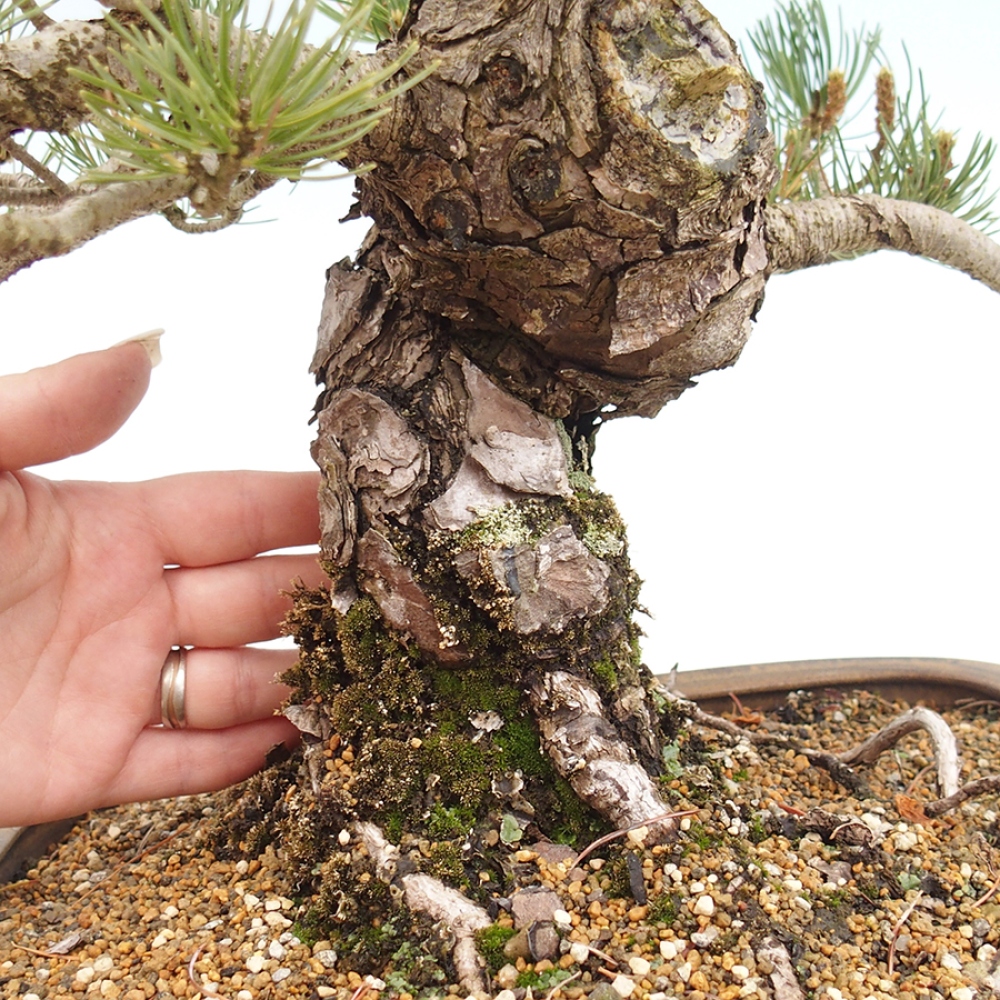 Bonsaï d'extérieur - Pinus parviflora - Pinus parviflora