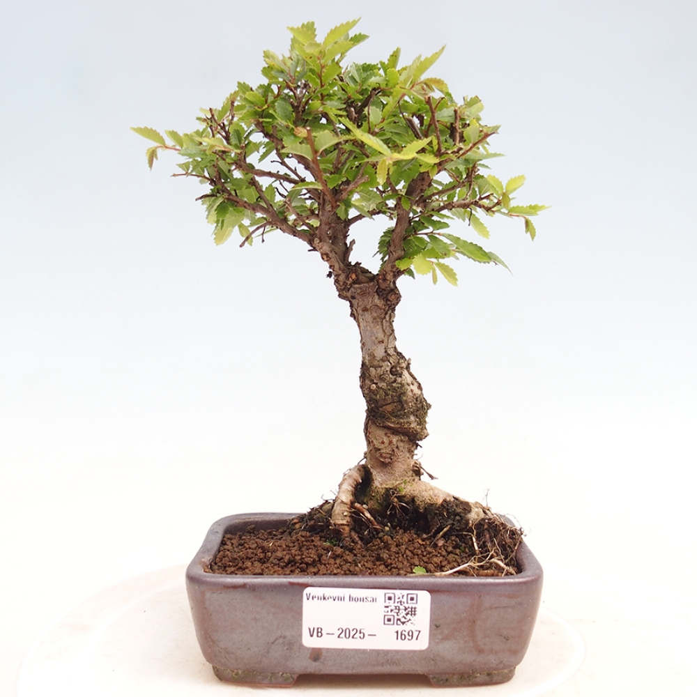 Bonsaï d'extérieur - Zelkova - Zelkova NIRE