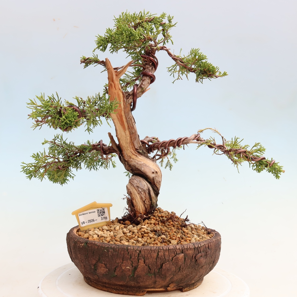 Bonsaï d'extérieur - Juniperus chinensis Itoigawa-Juniperus chinensis