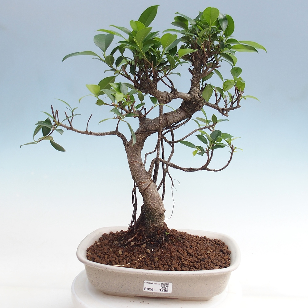 Salle bonsaï - Ficus kimmen - ficus à petites feuilles
