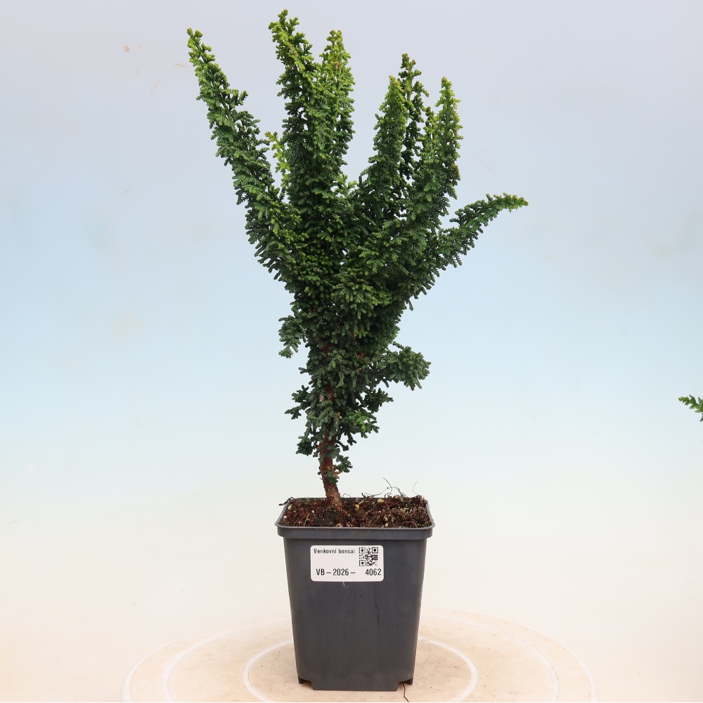 Bonsaï d'extérieur - Cham. obtusa SEKKA HINOKI - Cyprès