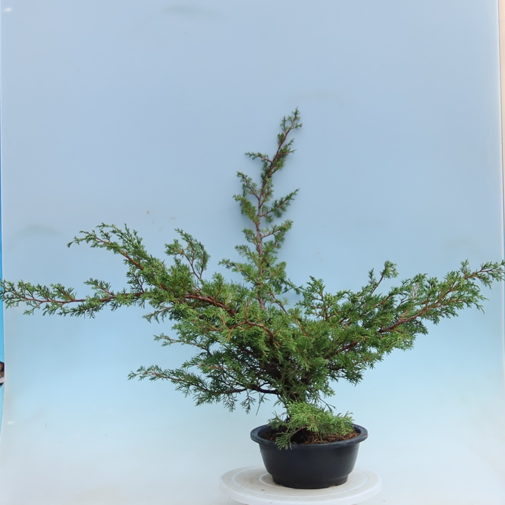 Bonsaï d'extérieur - Juniperus chinensis Itoigawa - Genévrier de Chine
