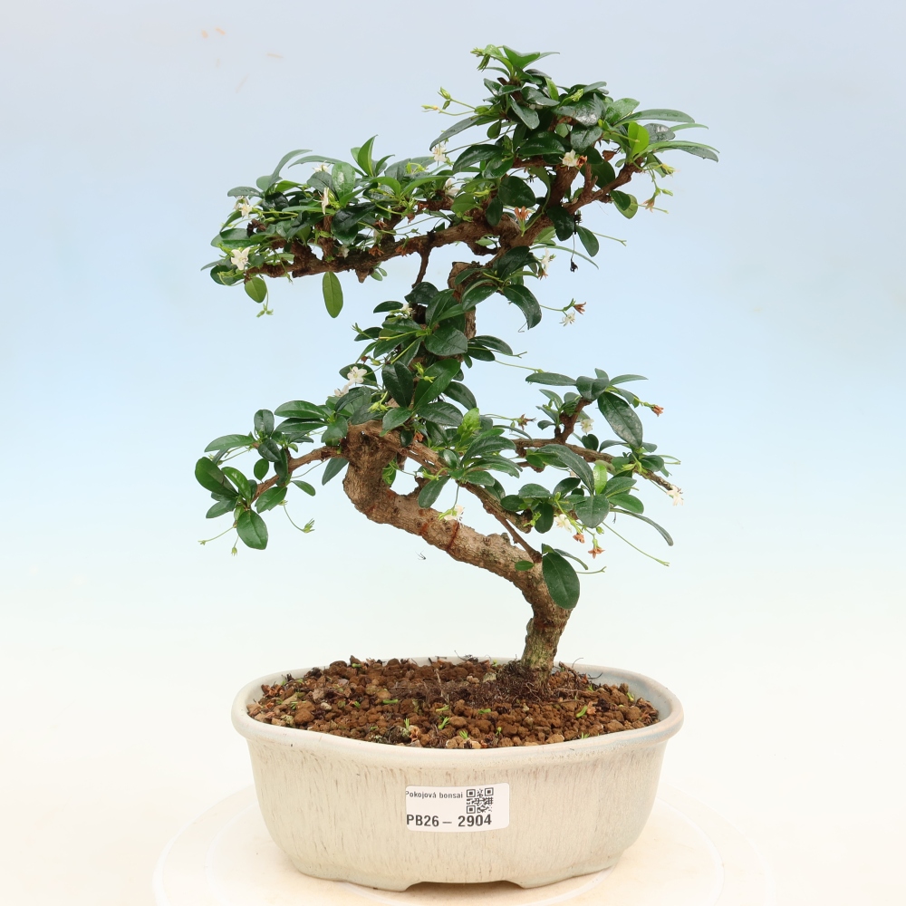 Bonsaï de chambre - Carmona macrophylla - Tea fuki