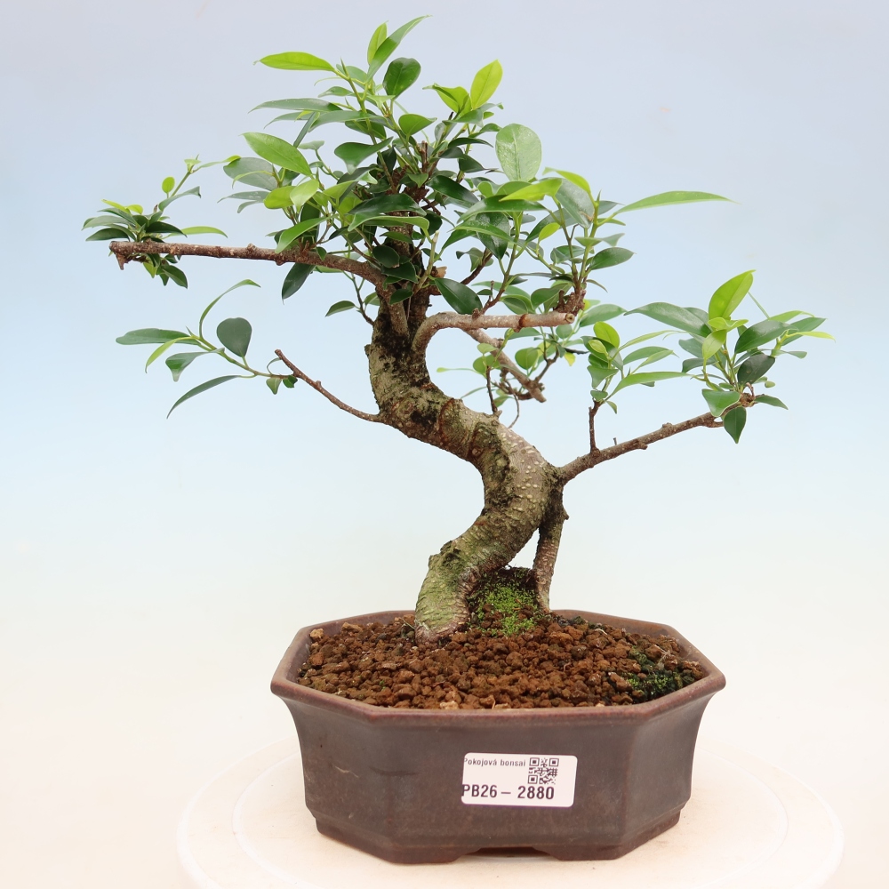 Salle bonsaï - Ficus kimmen - ficus à petites feuilles
