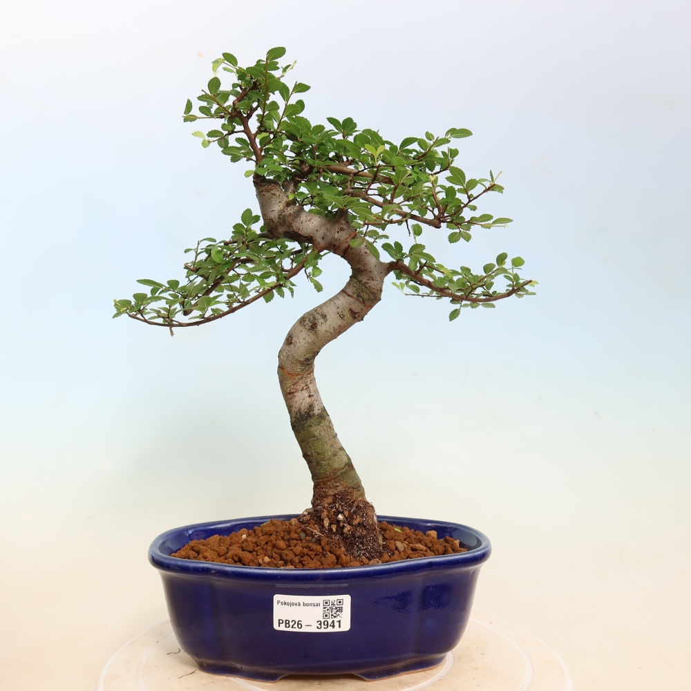 Bonsaï de chambre - Ulmus parvifolia - Orme à petites feuilles