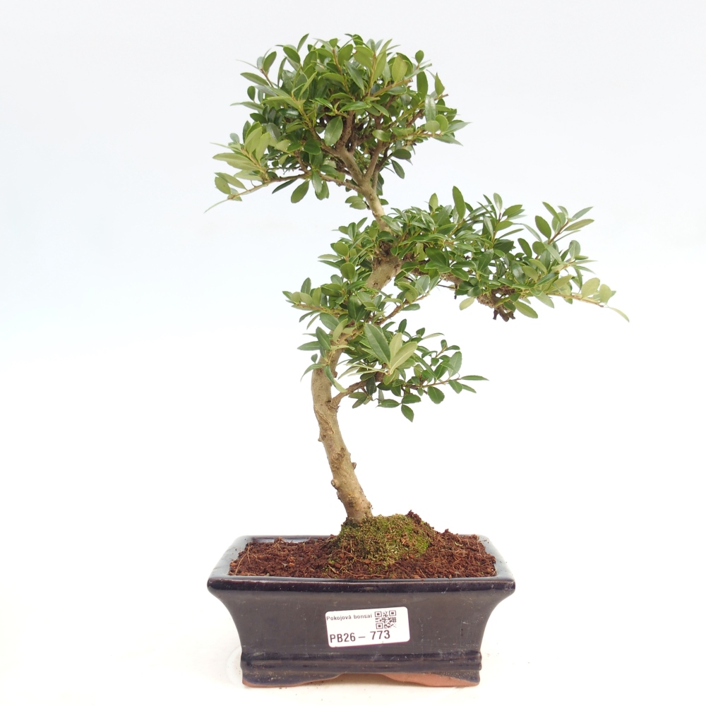 Bonsaï de chambre - Ilex crenata - Houx