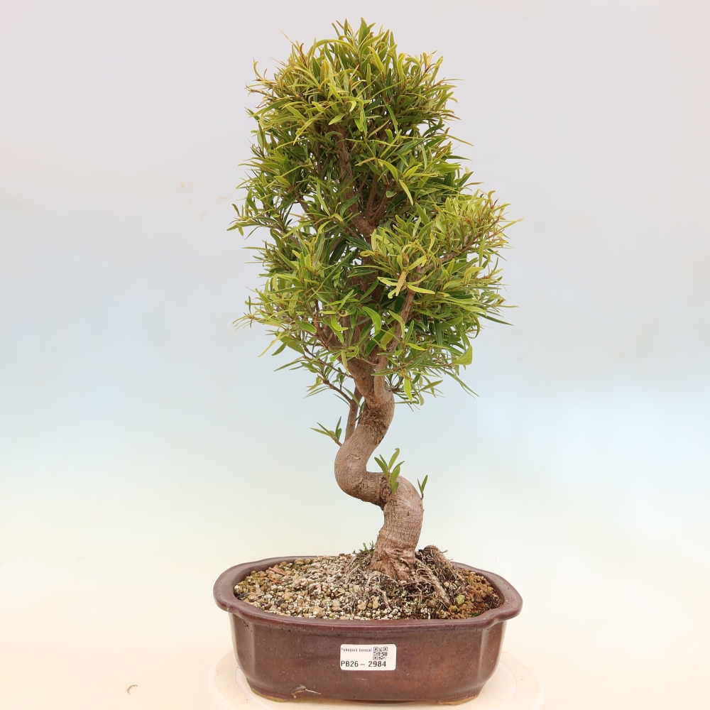 Salle bonsaï - Ficus nerifolia - ficus à petites feuilles