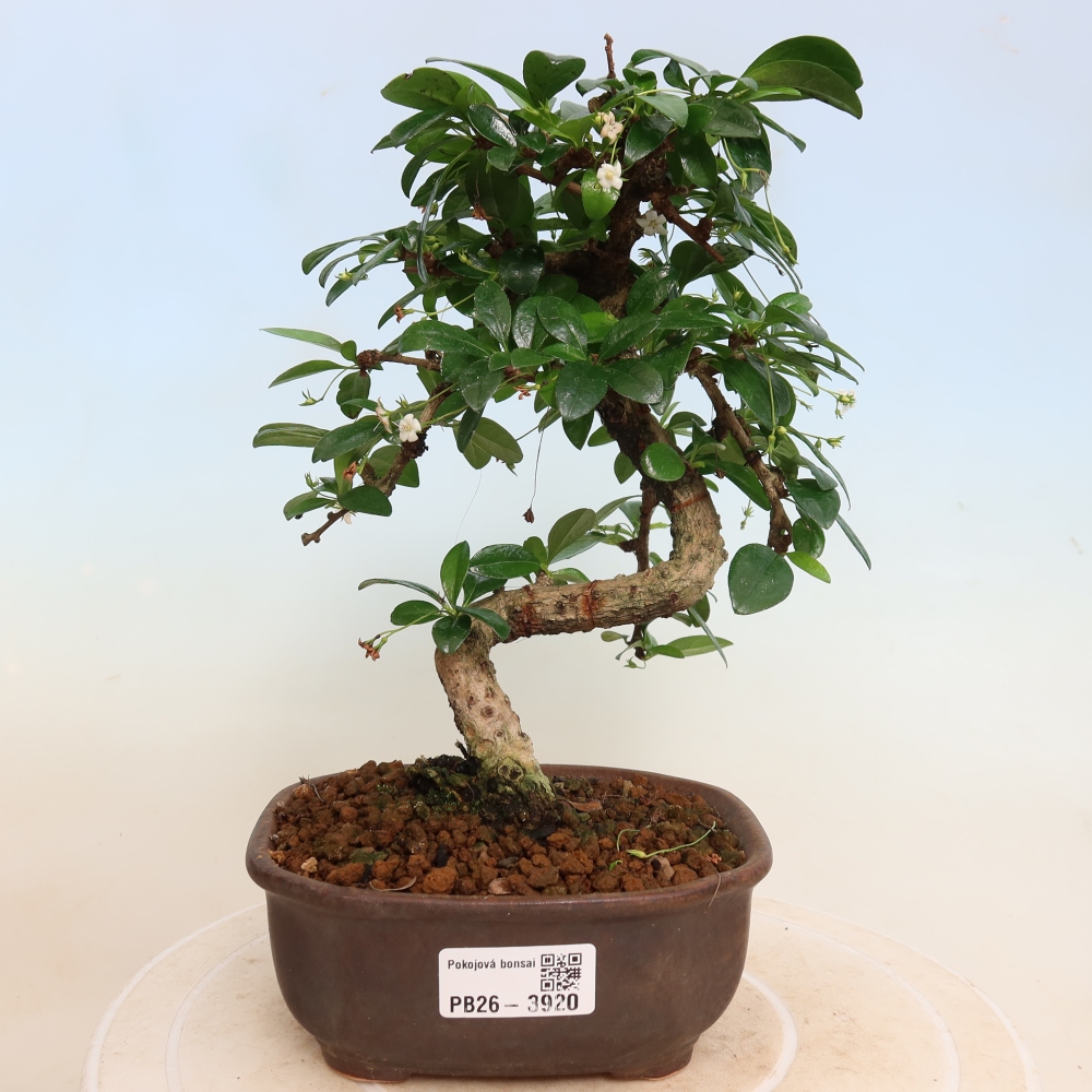 Bonsaï de chambre - Carmona macrophylla - Tea fuki