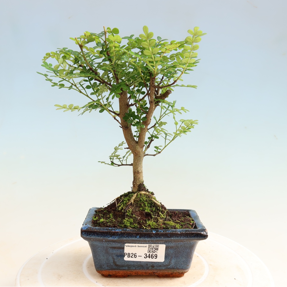 Salle bonsaï - Zantoxylum piperitum - arbre à poivre