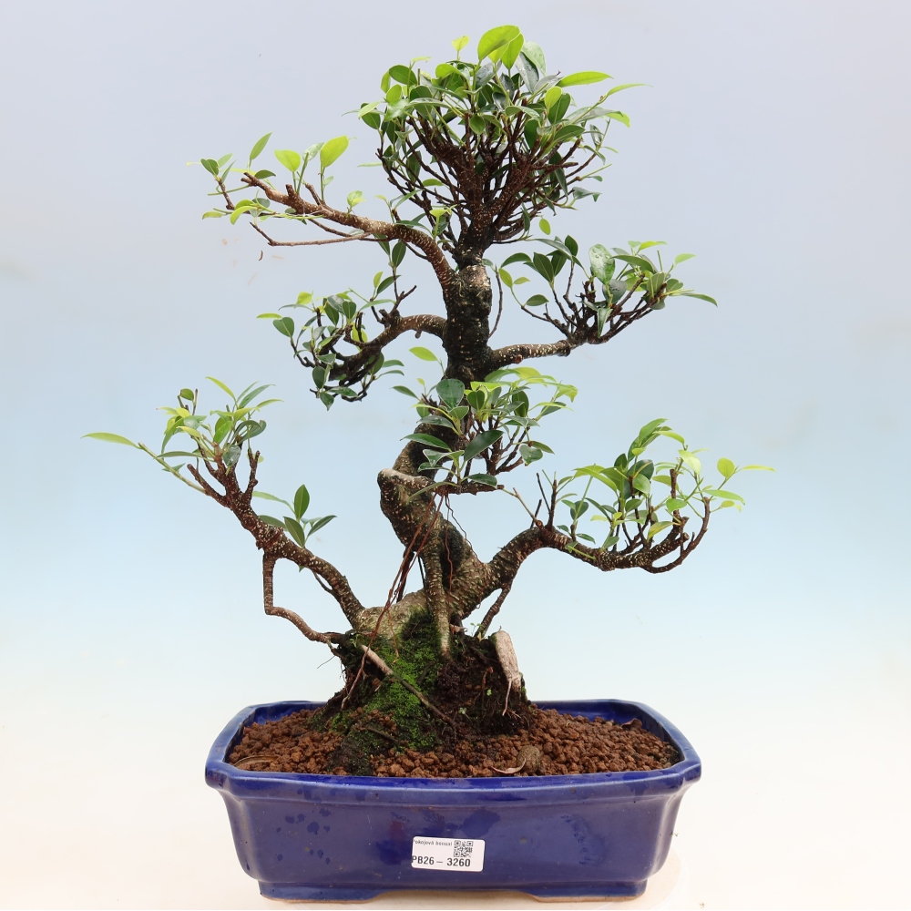 Salle bonsaï - Ficus kimmen - ficus à petites feuilles