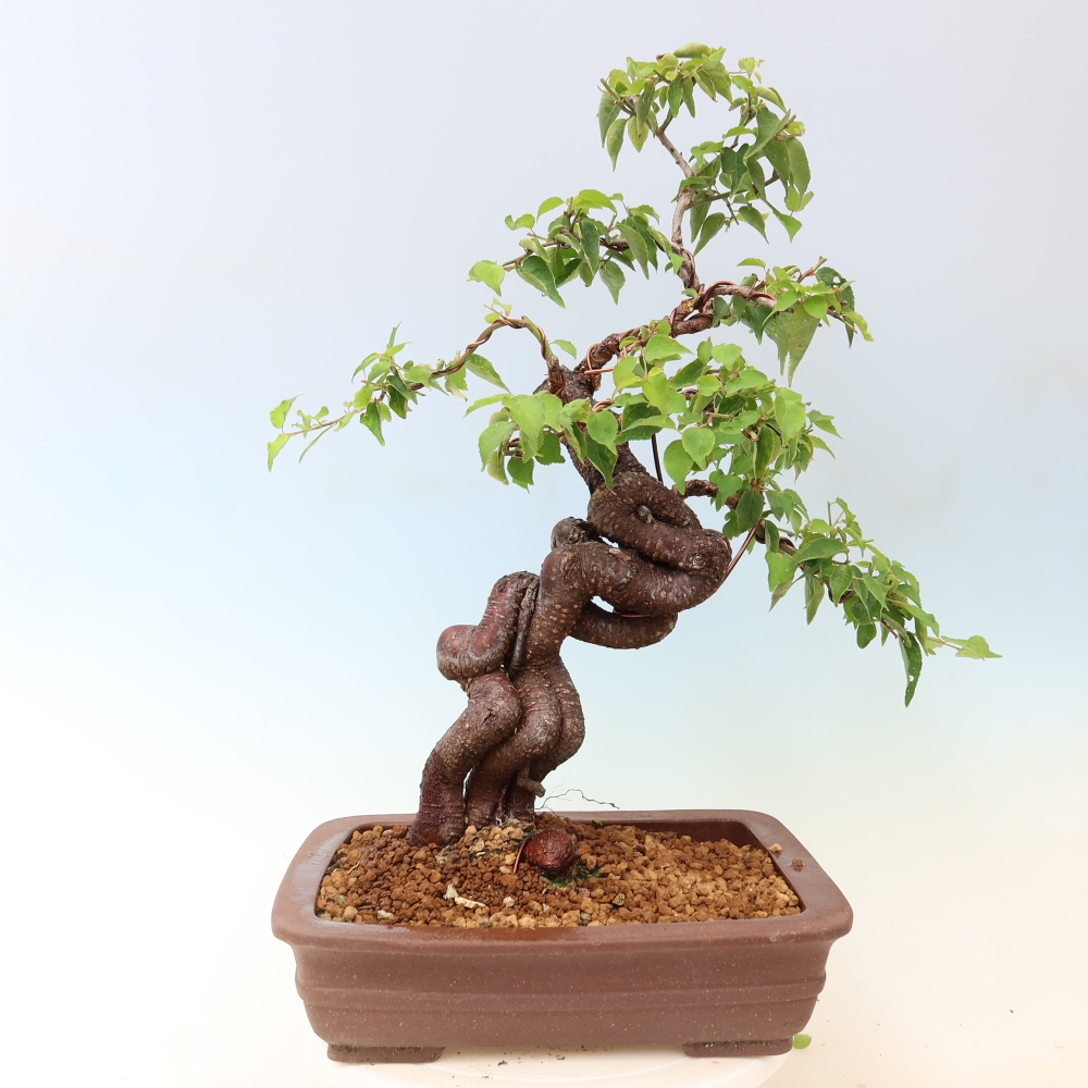 Bonsaï d'extérieur - Abricotier japonais - Prunus Mume
