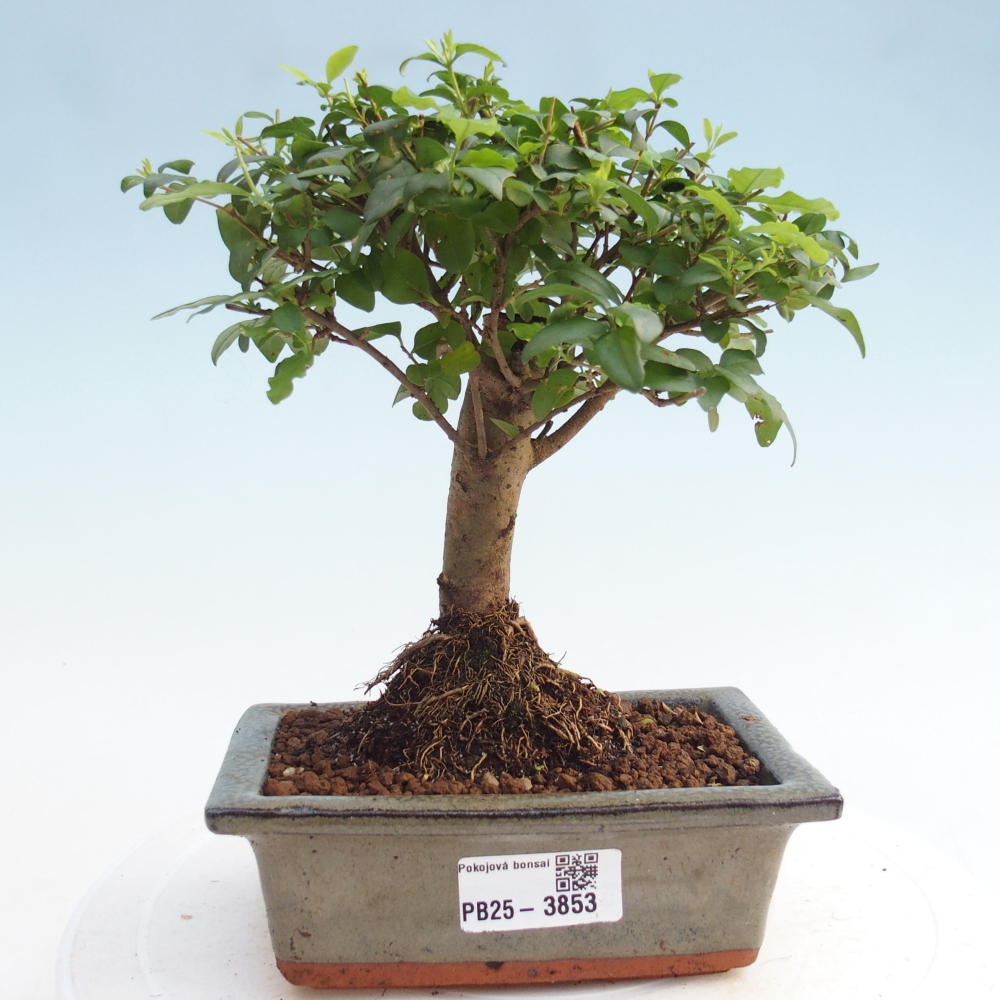 Bonsaï de chambre -Ligustrum chinensis - Bec d'oiseau