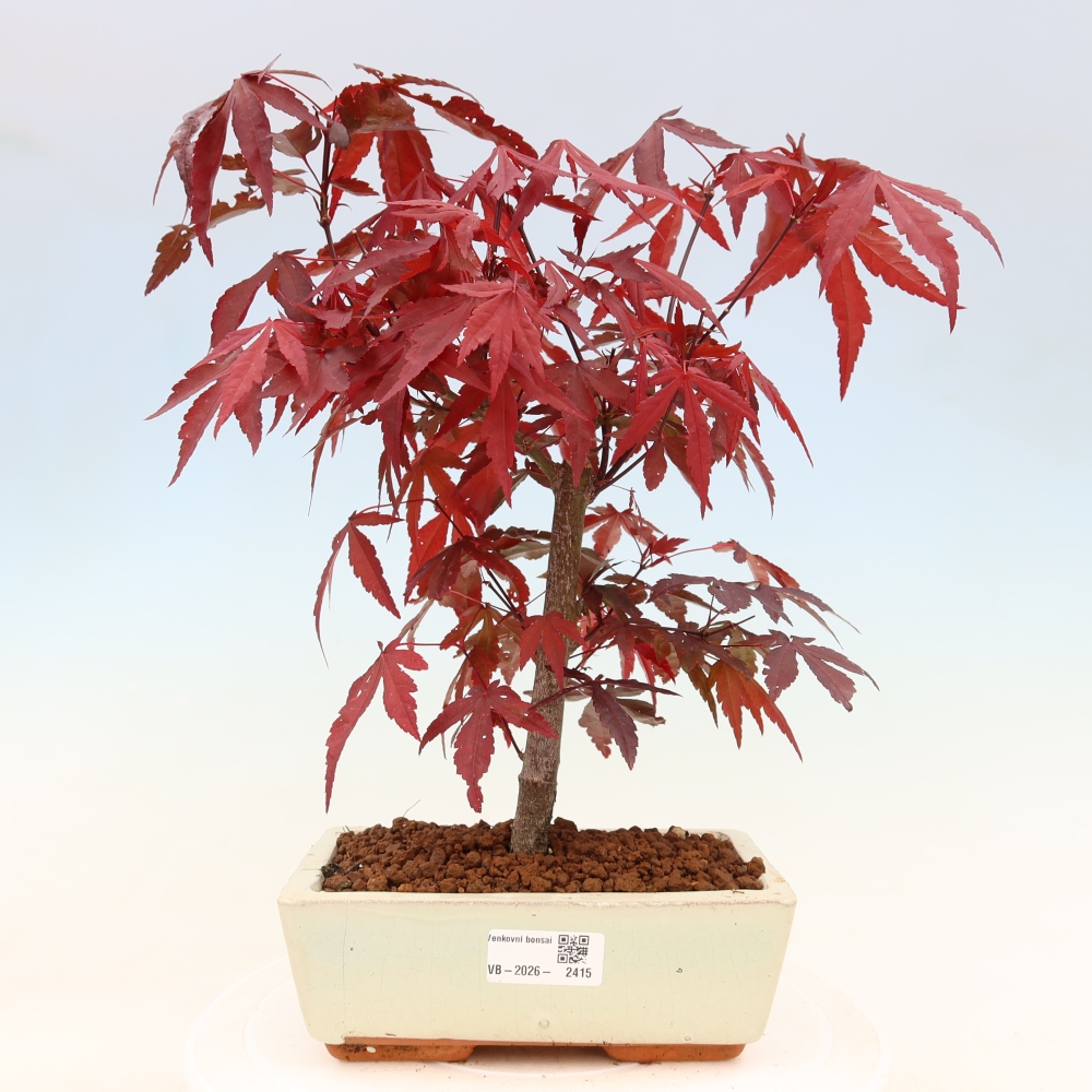 Bonsaï d'extérieur - Acer palm. Atropurpureum-Javor palmate