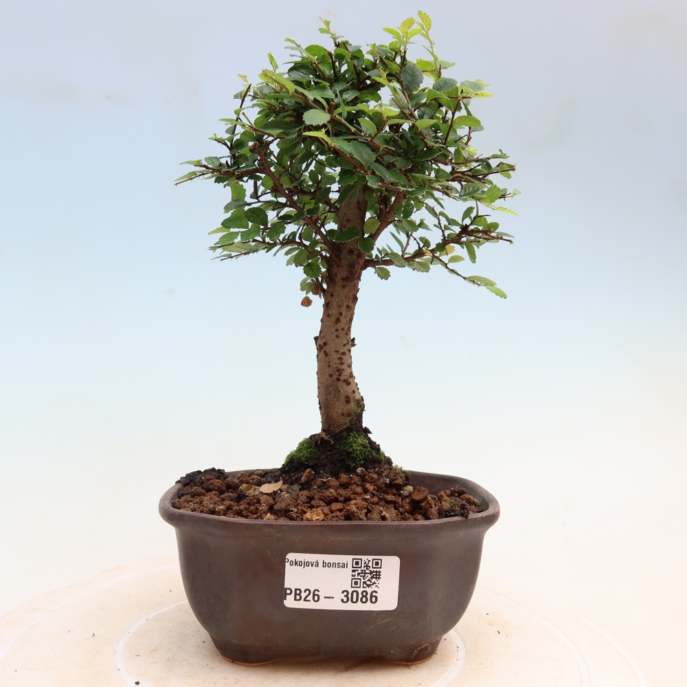 Bonsaï de chambre - Ulmus parvifolia - Orme à petites feuilles