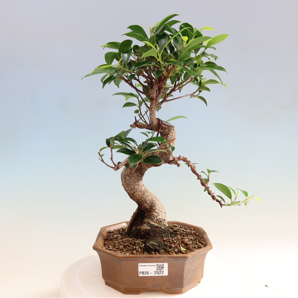 Salle bonsaï - Ficus retusa - ficus à petites feuilles