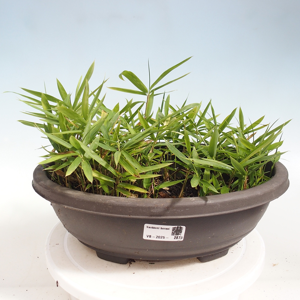 Bonsaï d'extérieur - Pleioblastus argenteostriatus f.pumilus - Bambou nain
