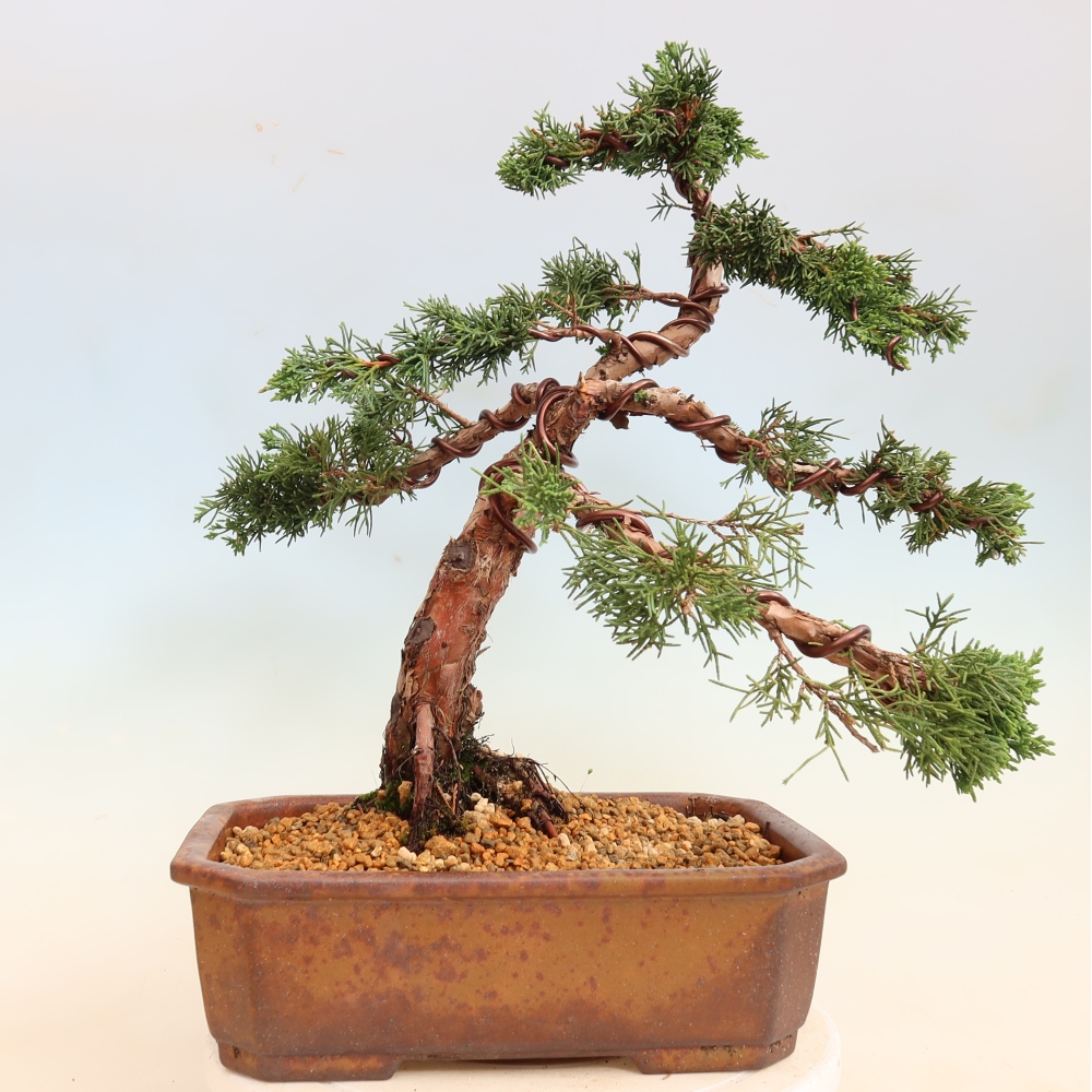 Bonsaï d'extérieur - Juniperus chinensis Kishu